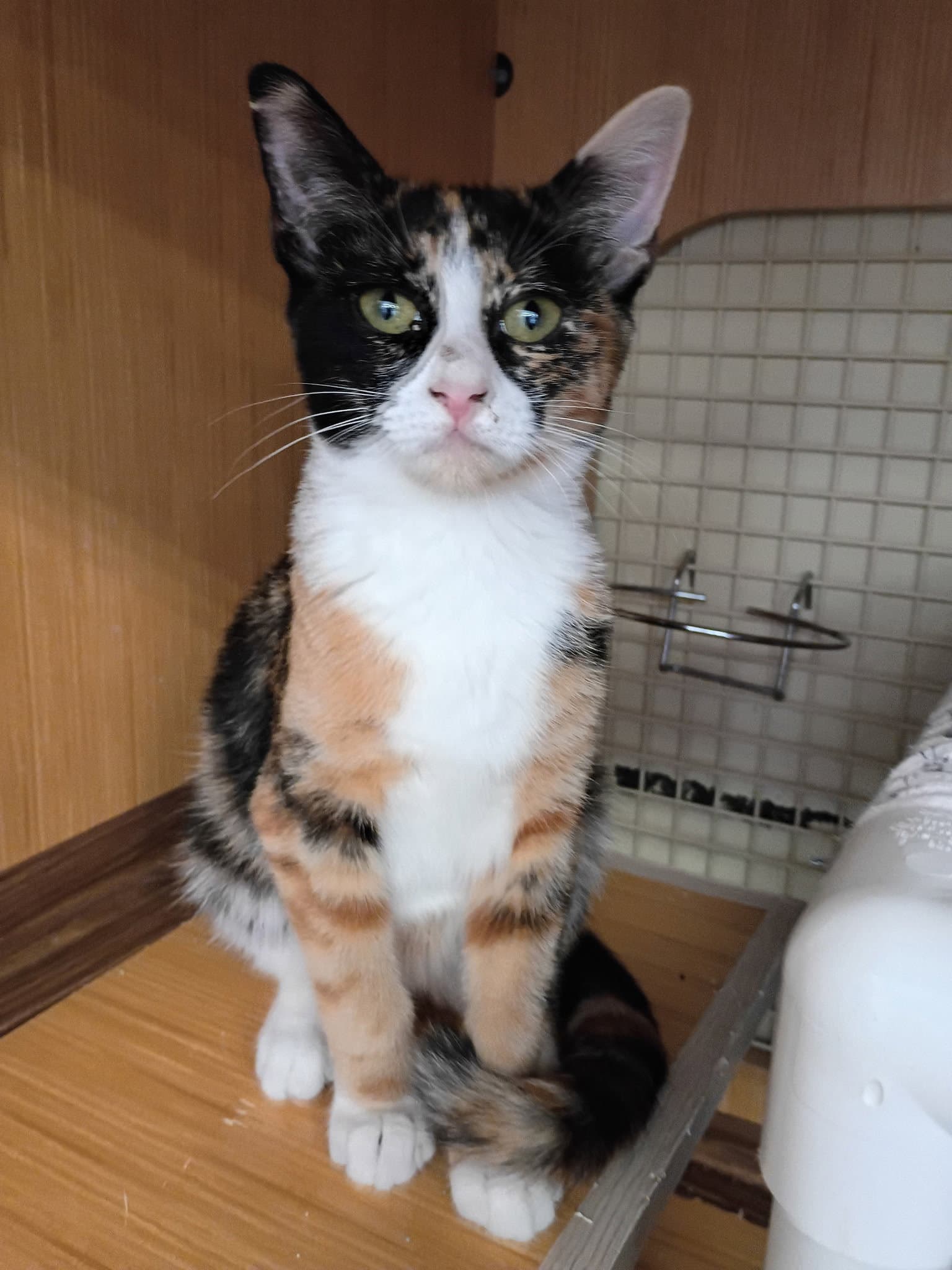 Willow - Calico