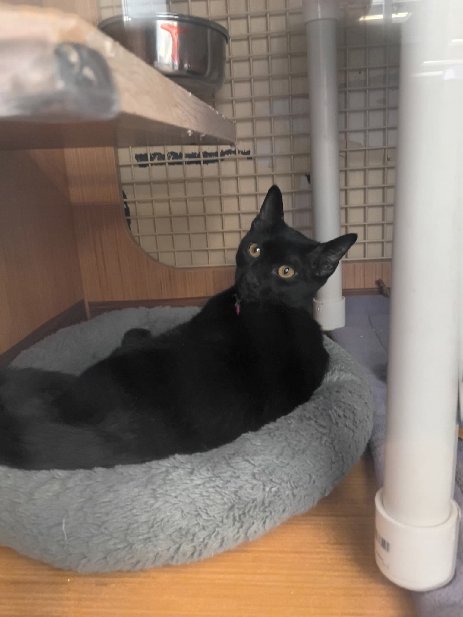 River - Domestic Short Hair