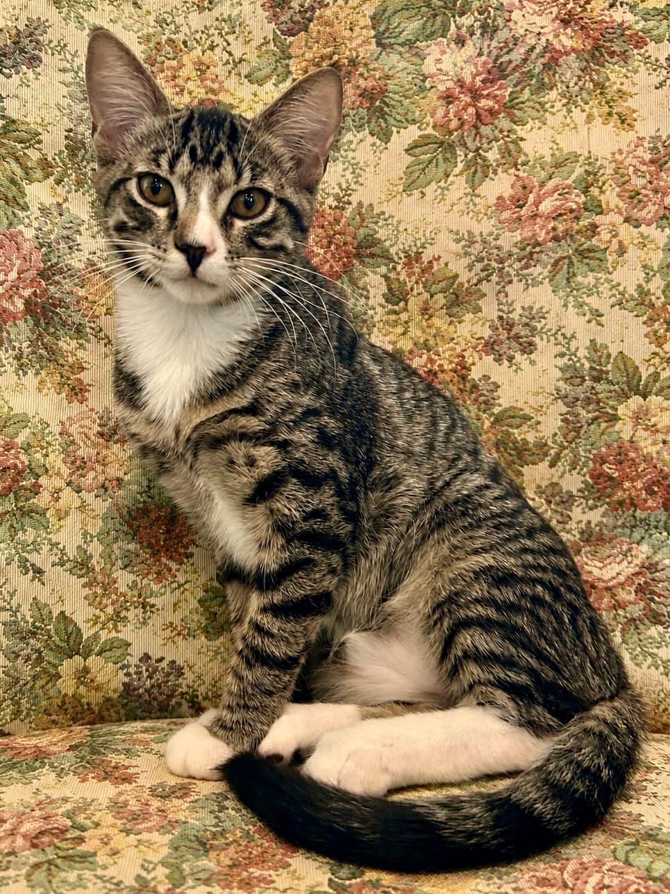 Glammy - Domestic Short Hair