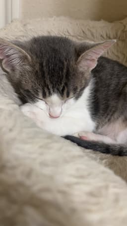 Burrito image 1