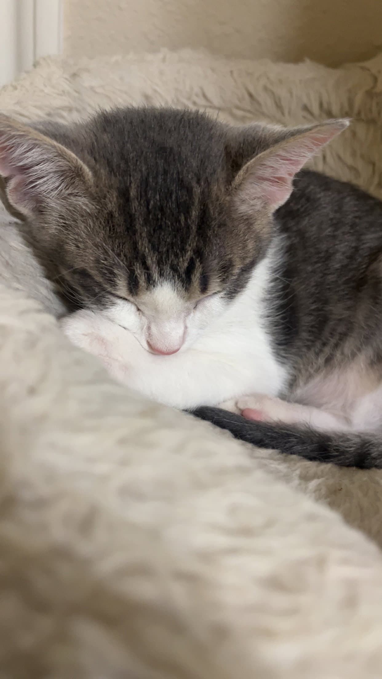 Burrito
