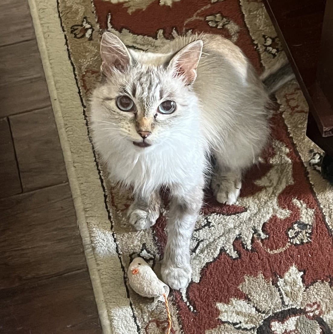 Mia B - Siamese