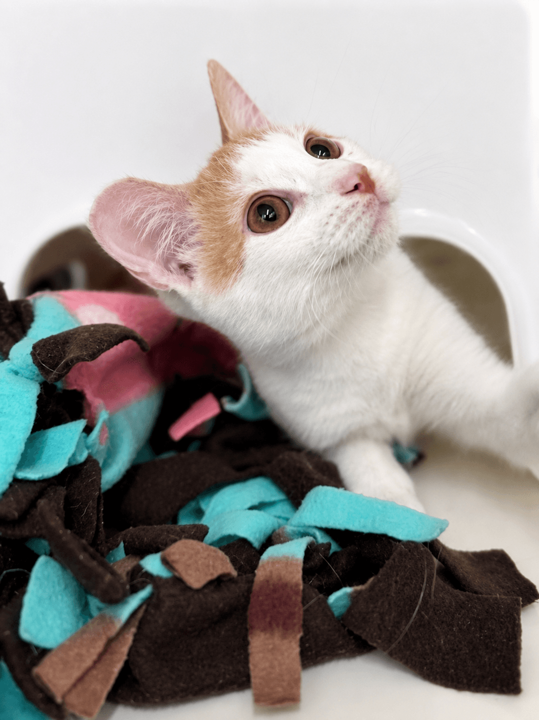 Little Egg - Domestic Short Hair