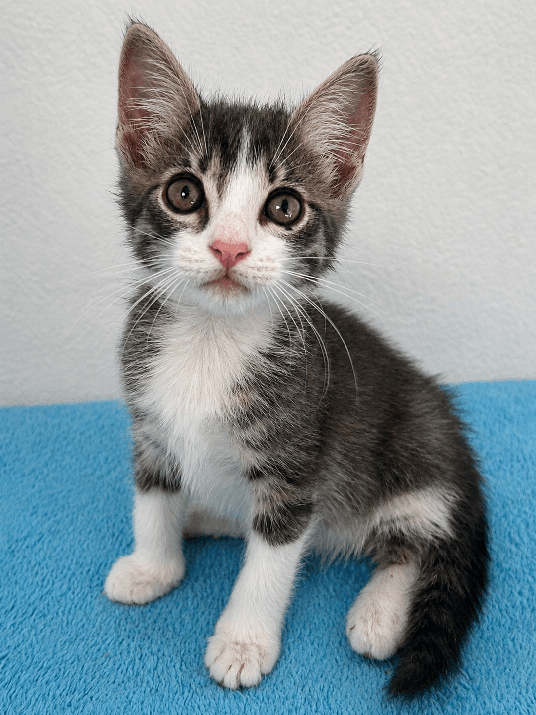 Levi Grey - Domestic Short Hair