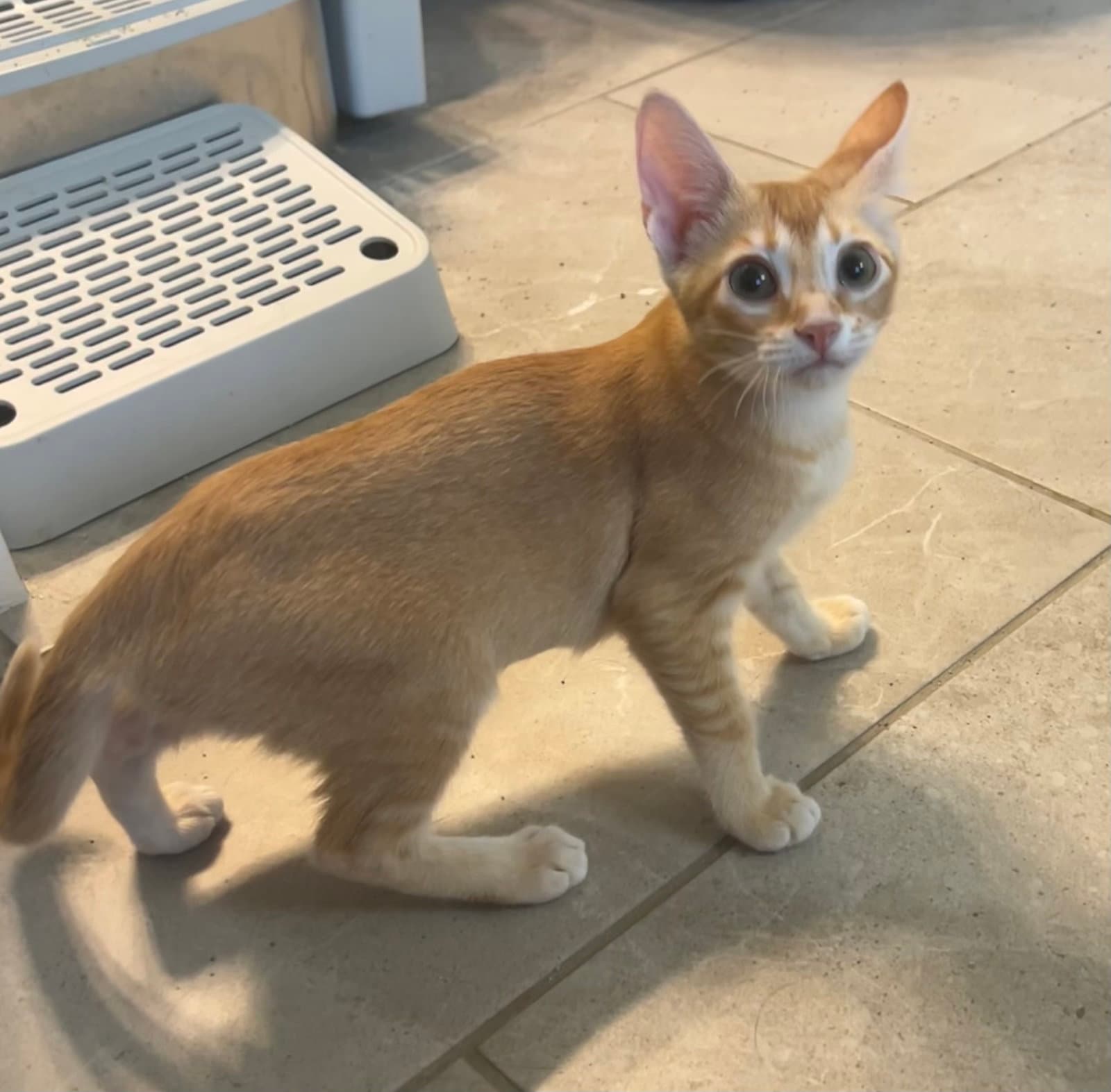 Cheezit - Domestic Short Hair