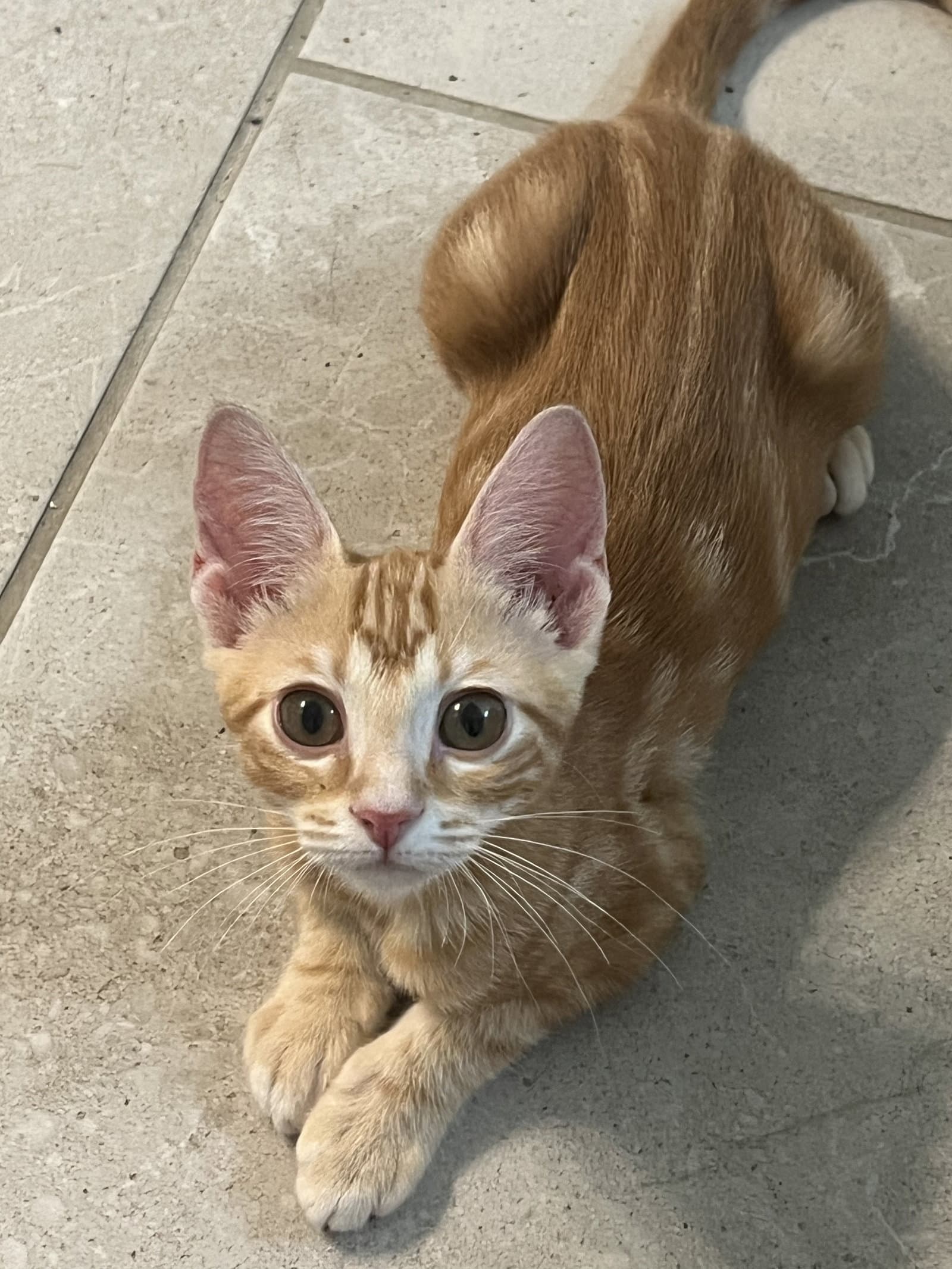 Queso - Domestic Short Hair