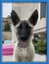 Bandit - German Shepherd Dog