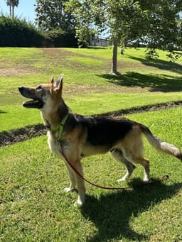 Rex image 4