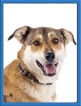 Biscuit image 1