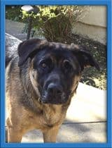 Bandit image 1