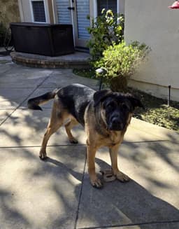 Bandit image 2