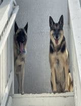 Phoenix - German Shepherd Dog