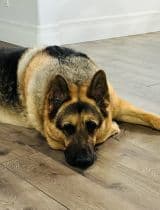 Gus - German Shepherd Dog