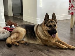 Gus image 3