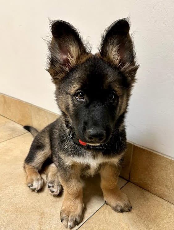 Flash - German Shepherd Dog