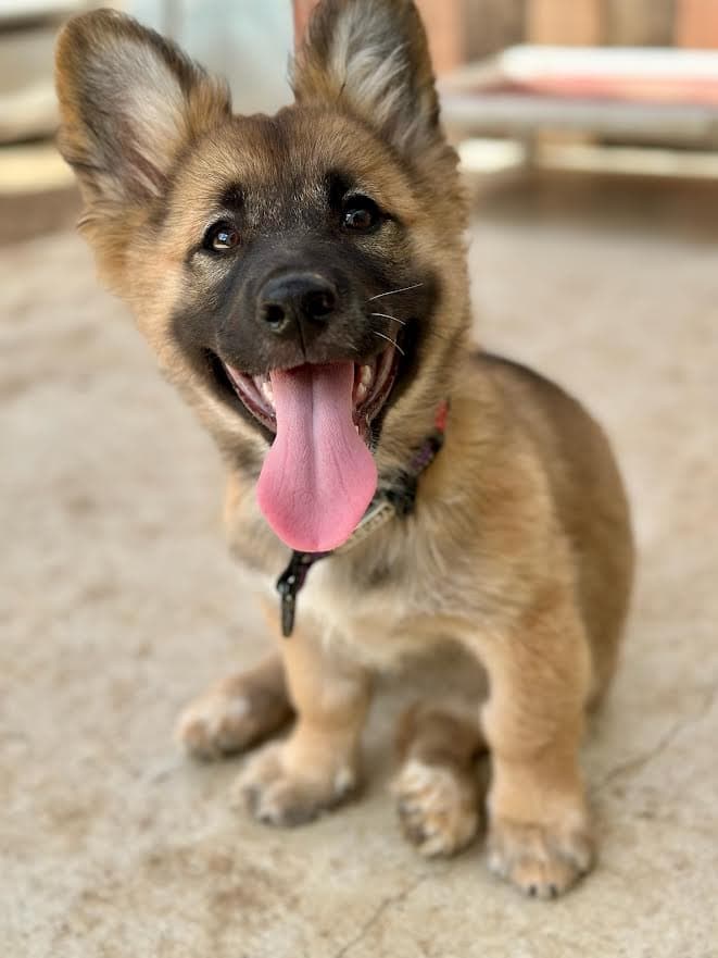 Fae - German Shepherd Dog