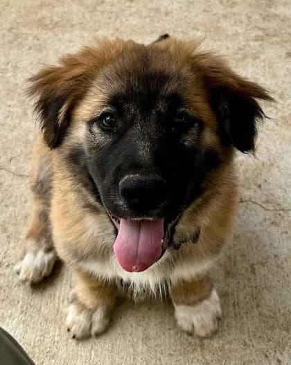 Frodo - German Shepherd Dog