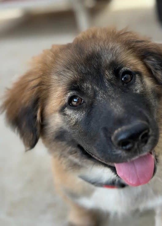 Ford - German Shepherd Dog