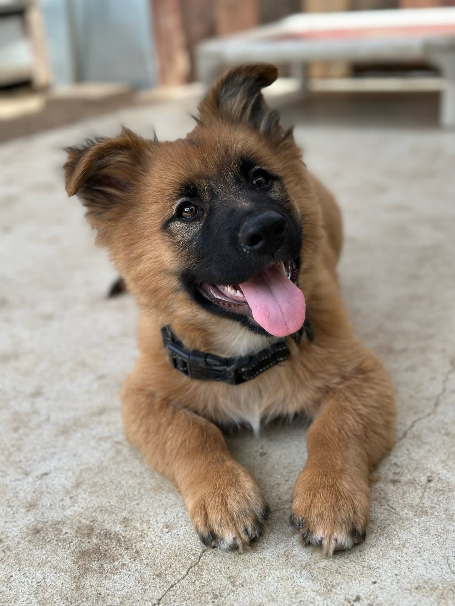Flynn - German Shepherd Dog