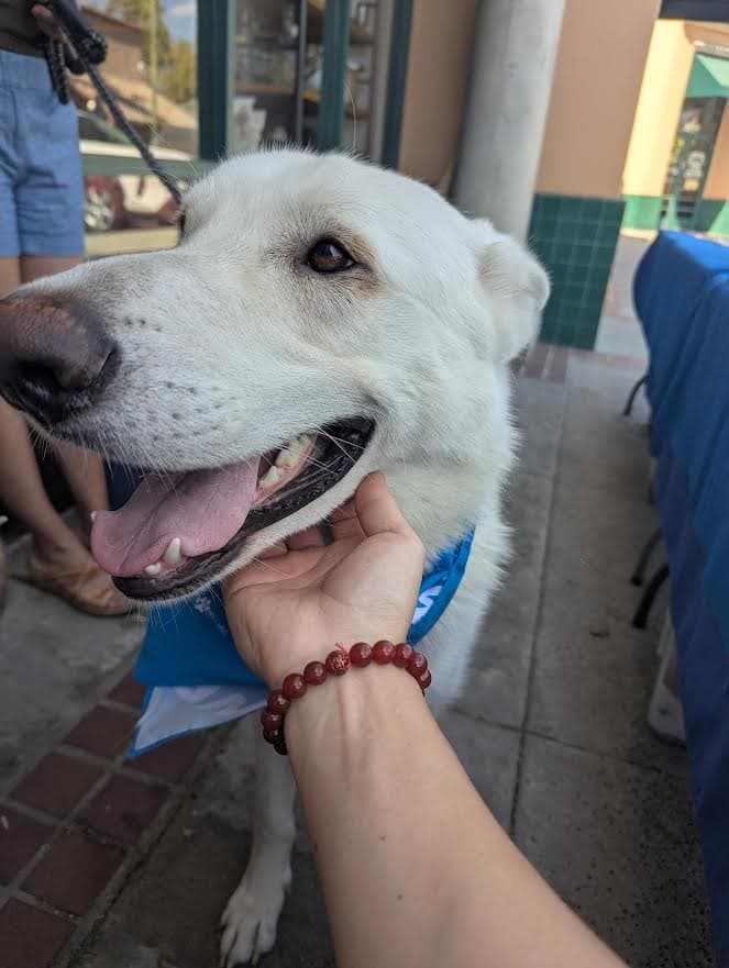 Canelo - White German Shepherd