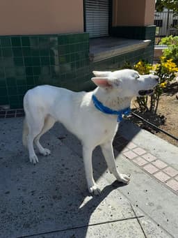 Canelo image 2