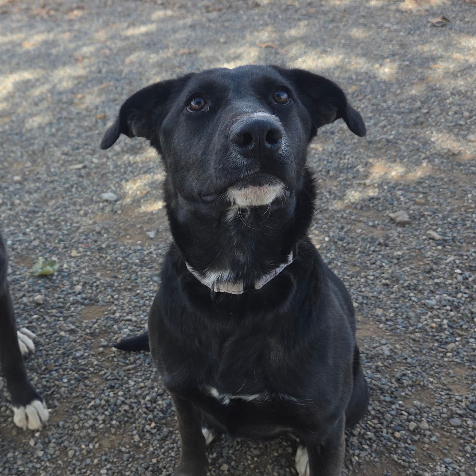 Kadie - Cattle Dog