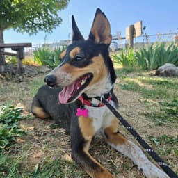Janie image 1