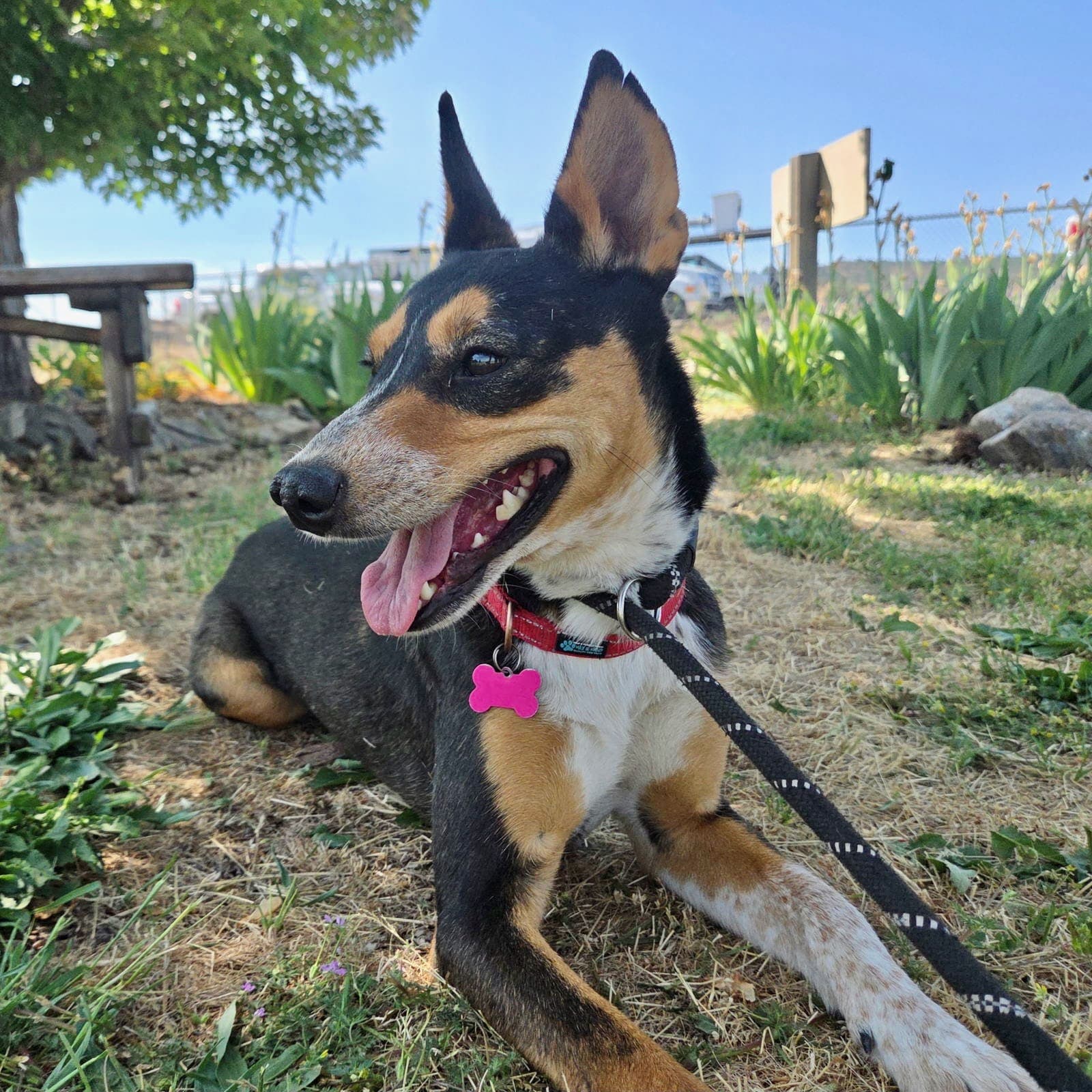 Janie - Australian Kelpie