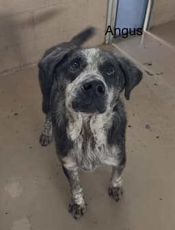 Angus image 4