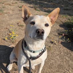 Buster image 1