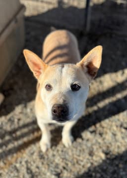 Buster image 3