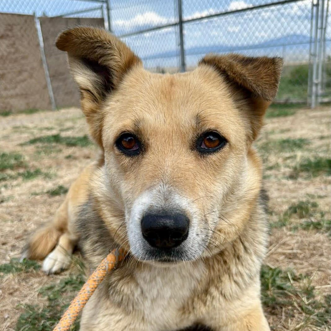 Fables - Cattle Dog