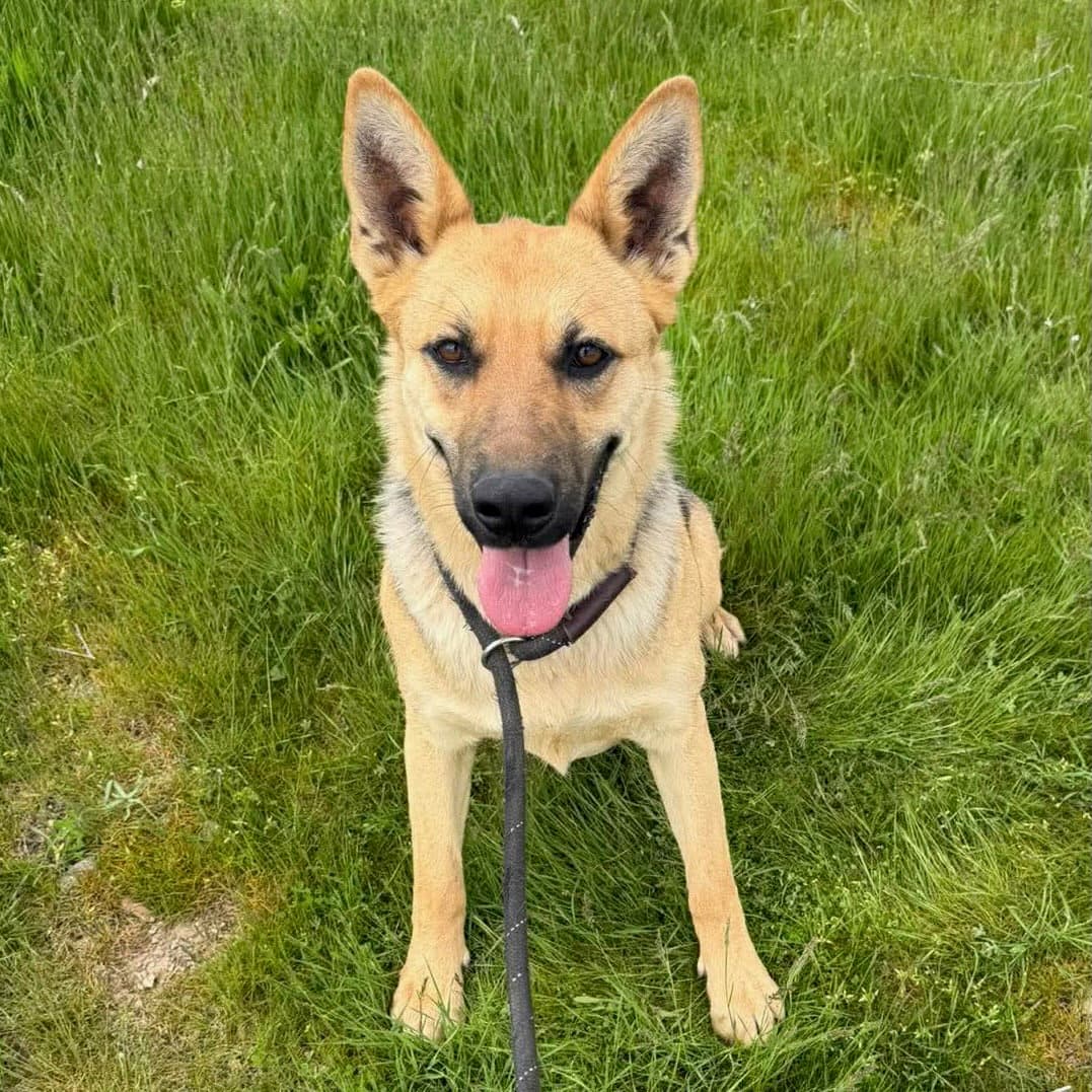 Madeline - German Shepherd Dog