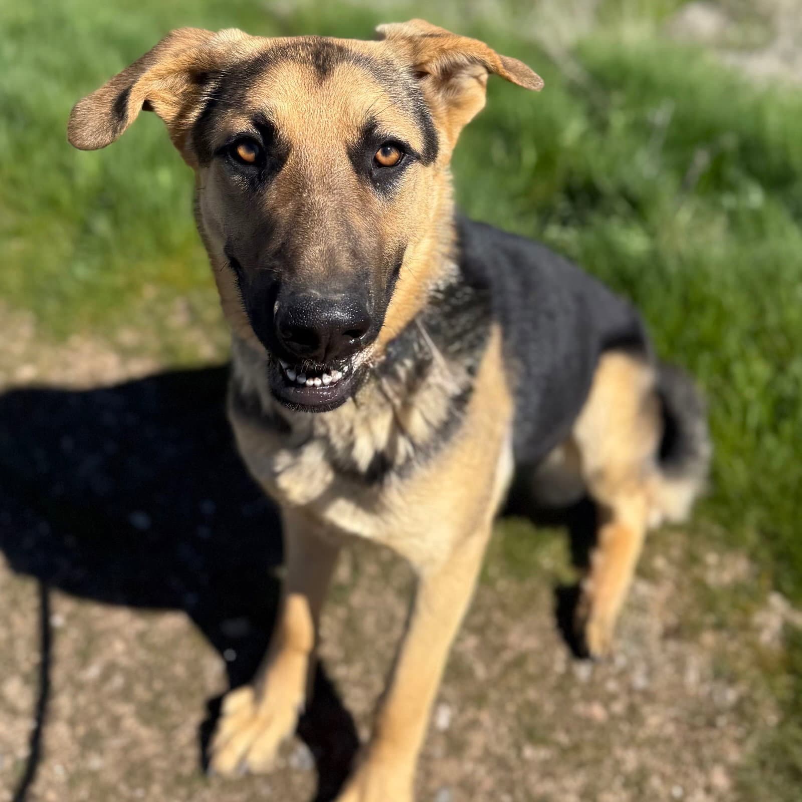Micah - German Shepherd Dog