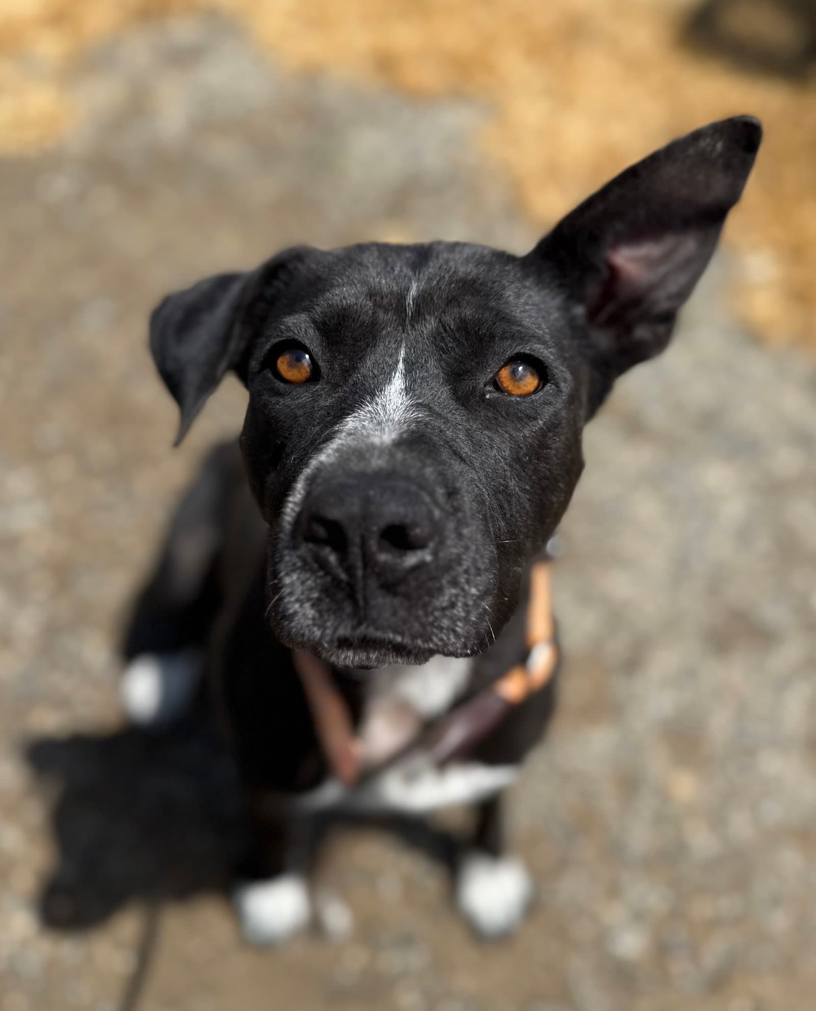 Paige - Cattle Dog