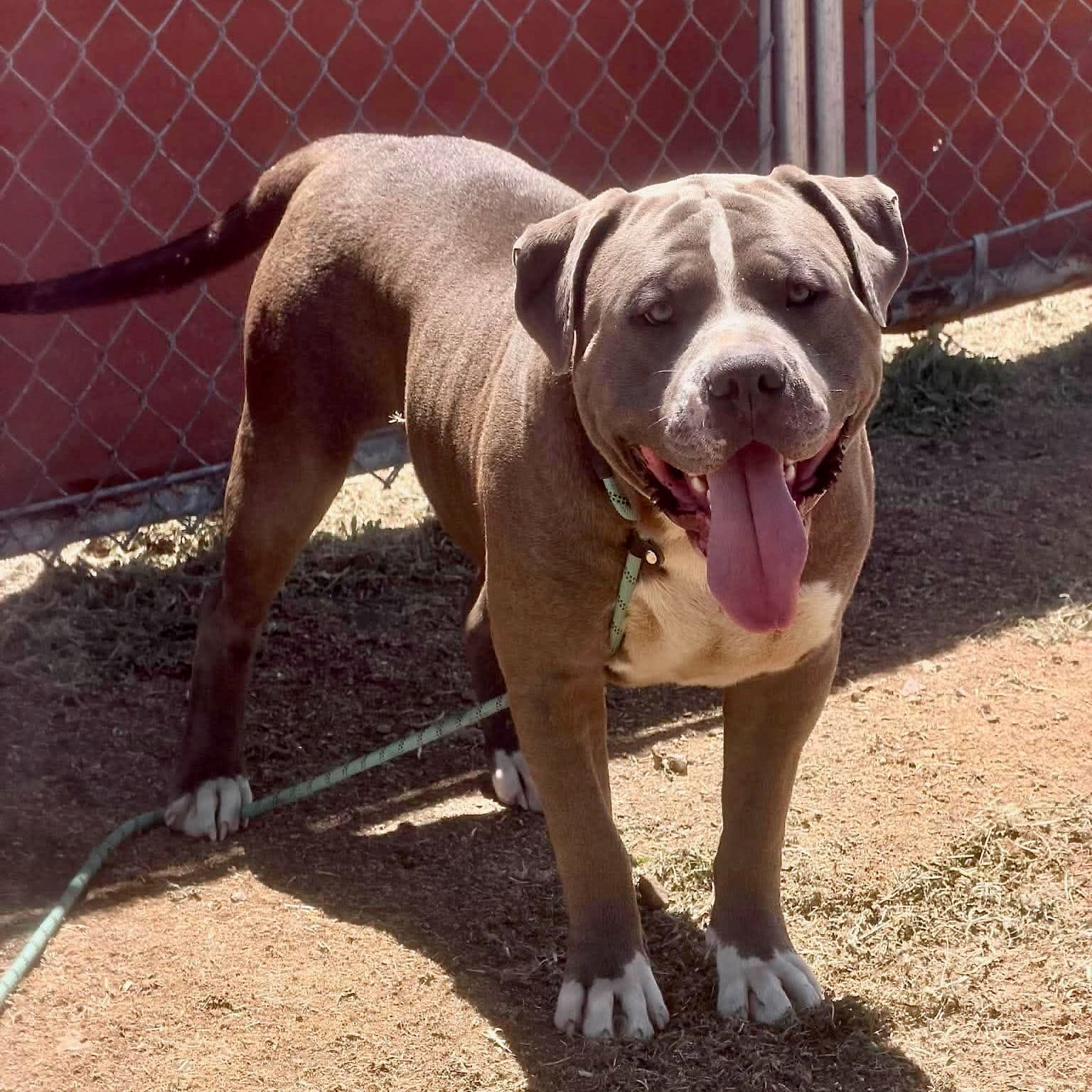 Augustus - American Pit Bull Terrier