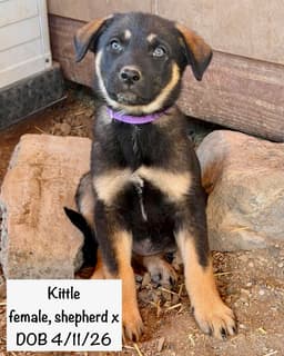 Kittle image 2