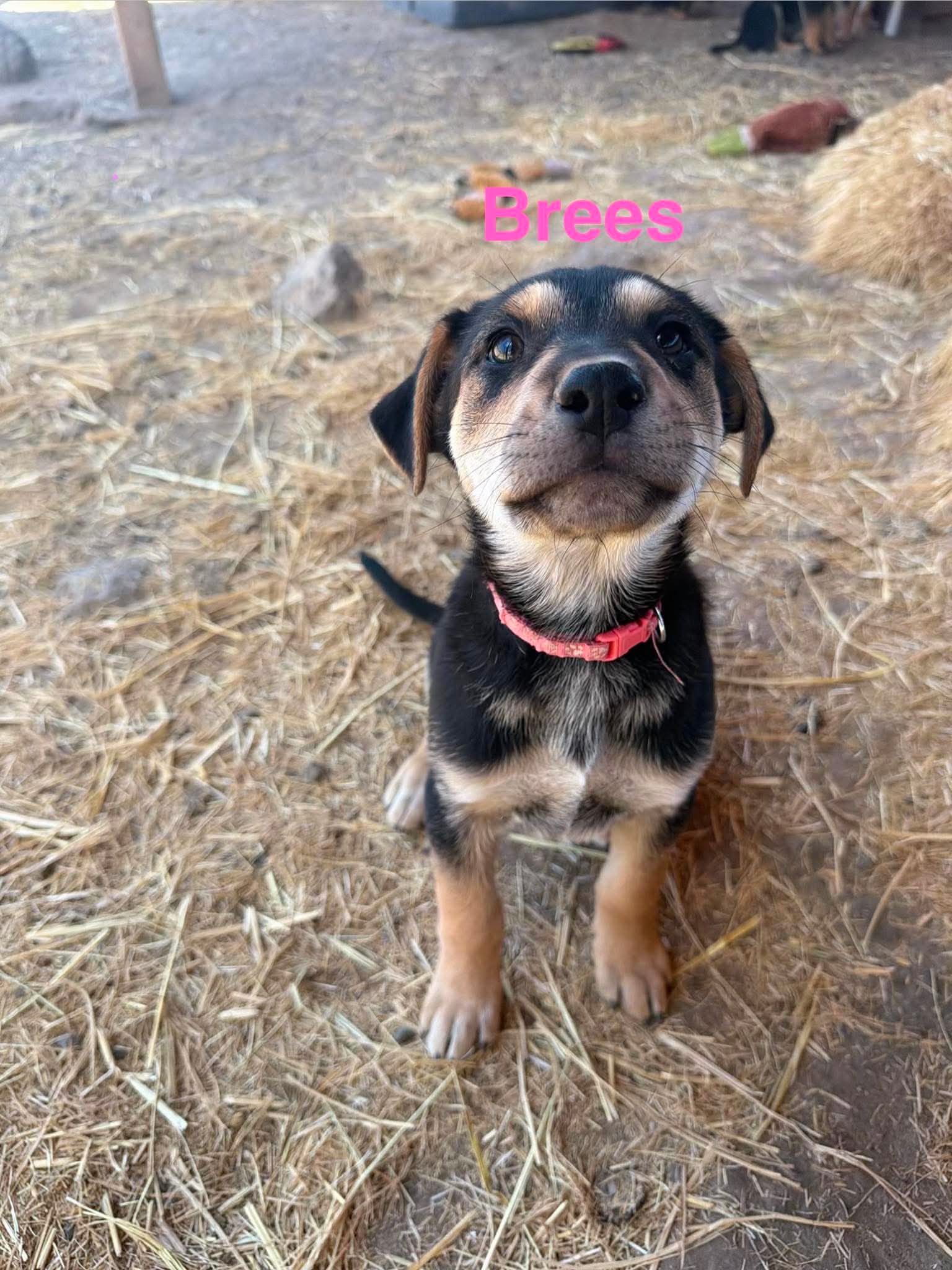 Brees - Shepherd