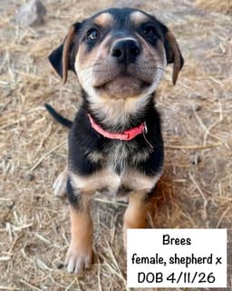 Brees image 2
