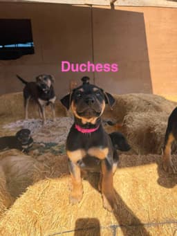 Duchess image 3