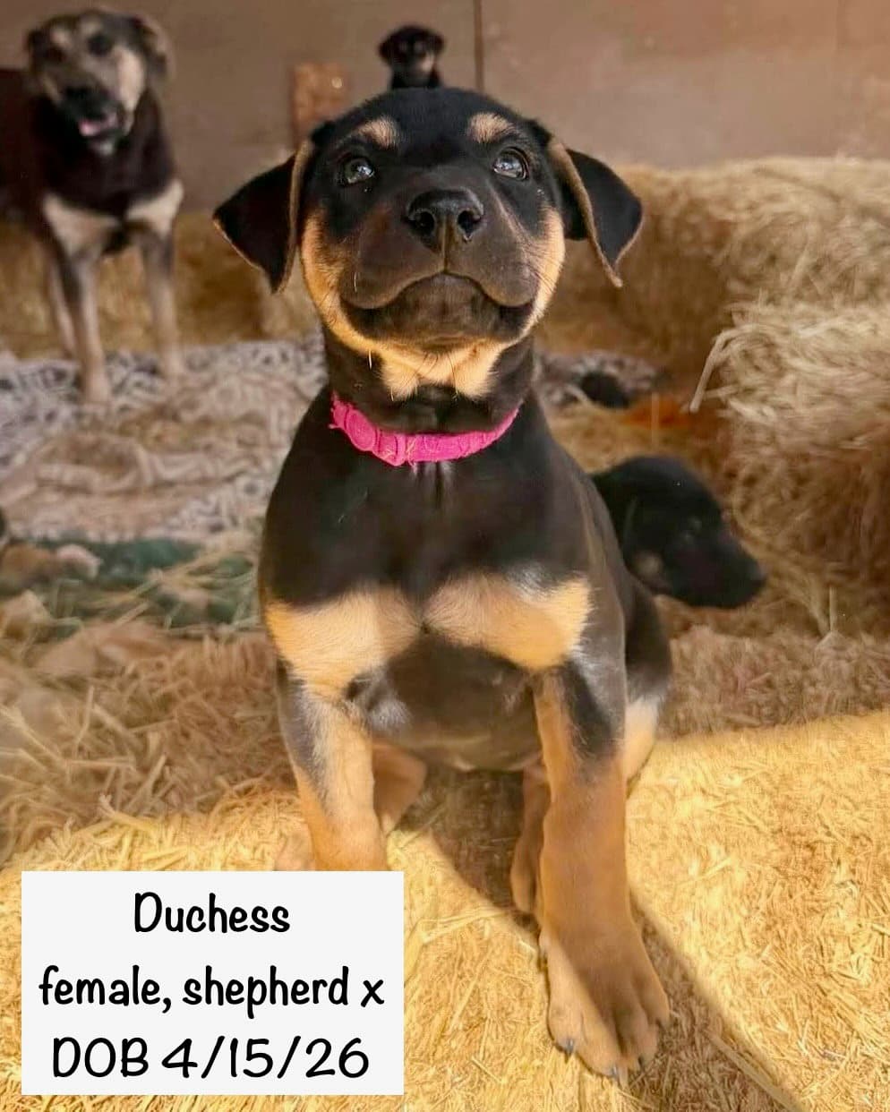 Duchess - Shepherd