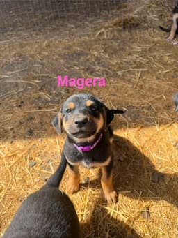 Megera image 3