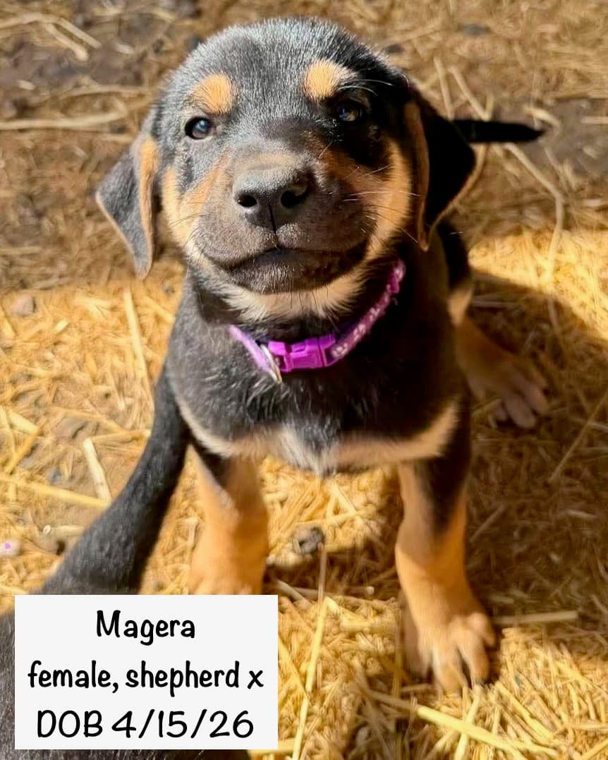 Megera - Shepherd