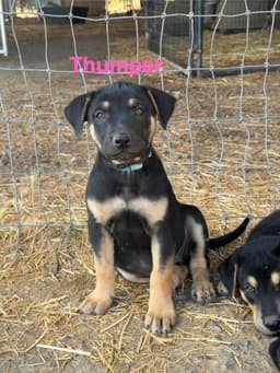 Thumper image 3