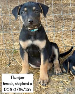 Thumper image 1