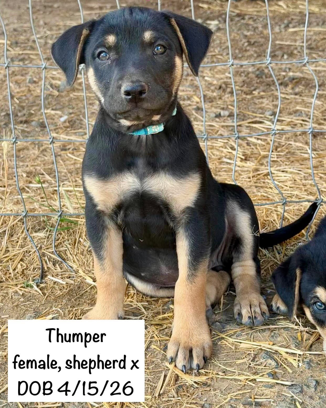 Thumper - Shepherd