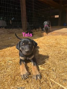 Tala image 3