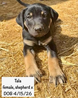 Tala image 1