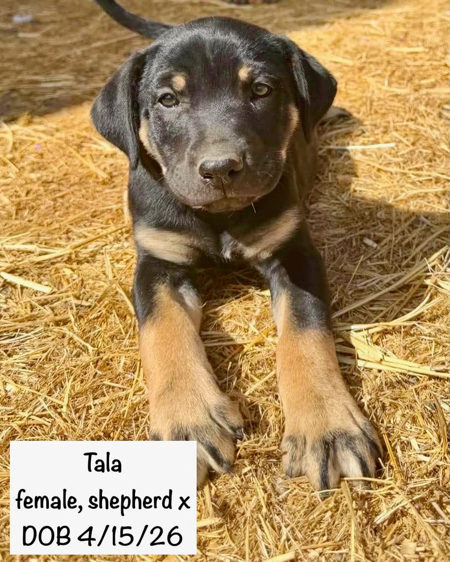 Tala - Shepherd