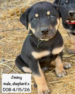 Jiminy image 1
